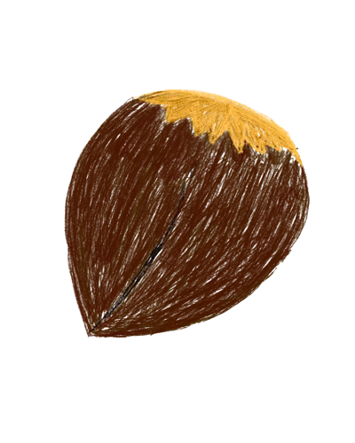 Hazelnut