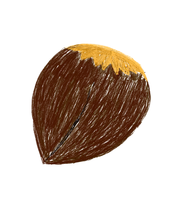 Hazelnut