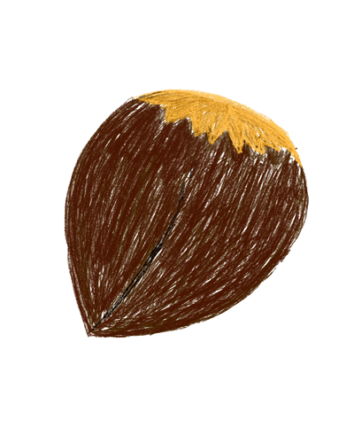 Hazelnut